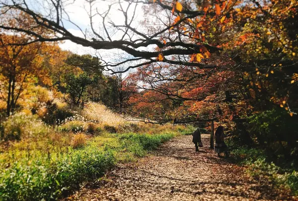 マゼノ渓谷の写真・動画_image_279490
