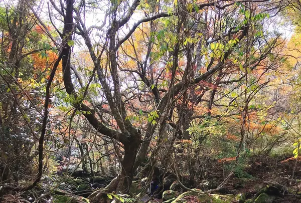マゼノ渓谷の写真・動画_image_279491