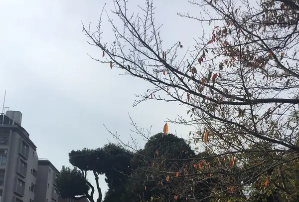 若林公園の写真・動画_image_280052