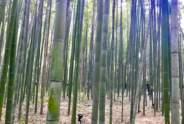 嵐山の写真・動画_image_280216
