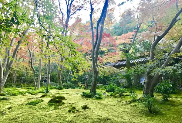 嵐山の写真・動画_image_280217