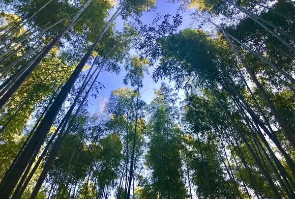 嵐山の写真・動画_image_280218