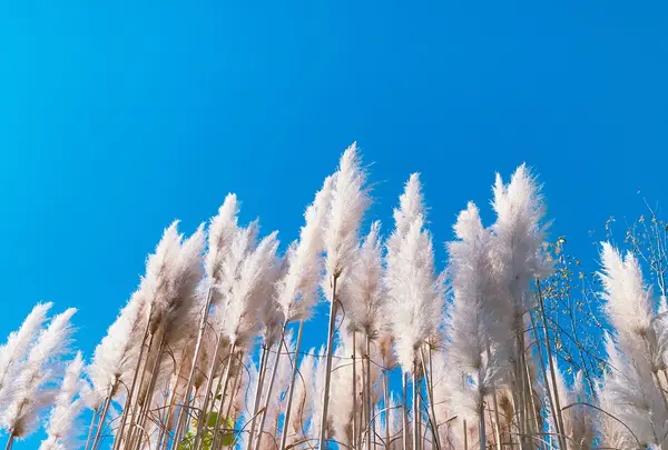 生活の木薬香草園の写真・動画_image_280321