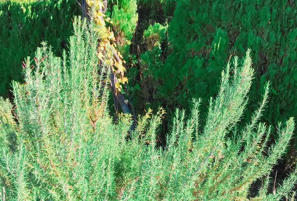 生活の木薬香草園の写真・動画_image_280323