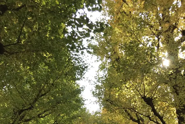 明治神宮外苑いちょう並木の写真・動画_image_280453