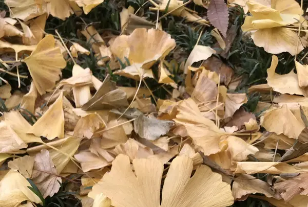 明治神宮外苑いちょう並木の写真・動画_image_280454