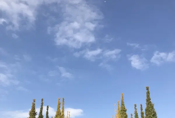 明治神宮外苑いちょう並木の写真・動画_image_280456