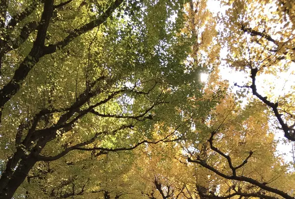 明治神宮外苑いちょう並木の写真・動画_image_280457