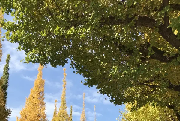 明治神宮外苑いちょう並木の写真・動画_image_280458