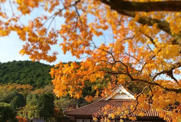 特別史跡旧閑谷学校の写真・動画_image_280580