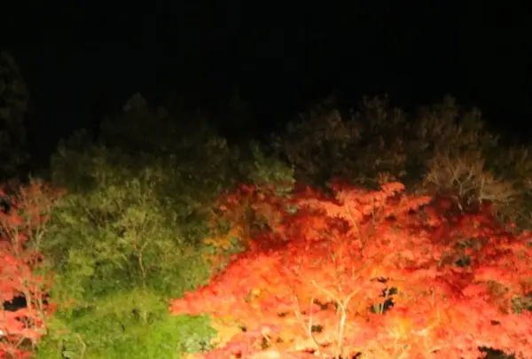 曽木公園の写真・動画_image_281145