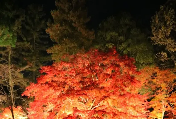 曽木公園の写真・動画_image_281146