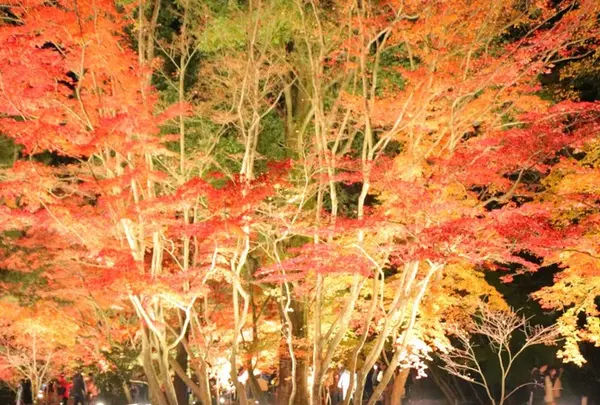 曽木公園の写真・動画_image_281147
