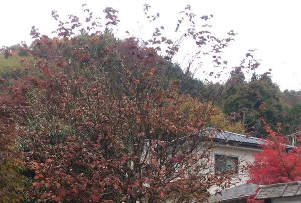 そば処越路の写真・動画_image_281346