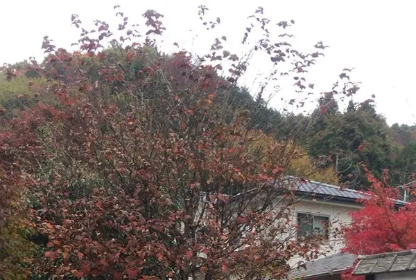そば処越路の写真・動画_image_281347
