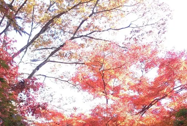永源寺（もみじ寺）の写真・動画_image_281354