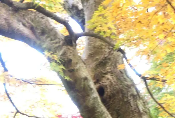 永源寺（もみじ寺）の写真・動画_image_281355