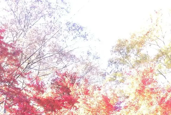 永源寺（もみじ寺）の写真・動画_image_281356