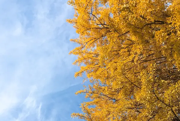 上野東照宮の写真・動画_image_281953