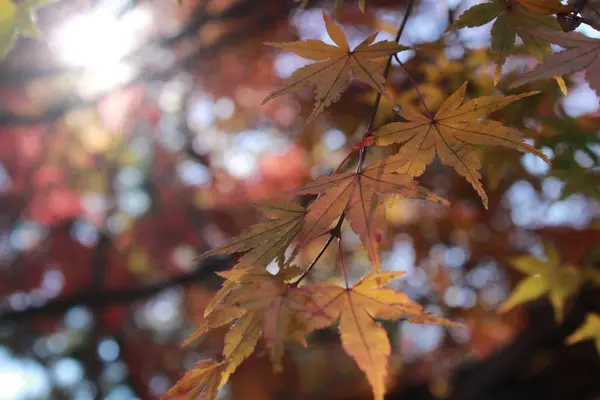 高尾山の写真・動画_image_282979
