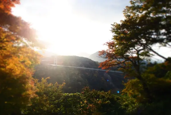 九重“夢”大吊橋の写真・動画_image_284741