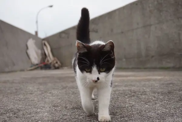 佐柳島の写真・動画_image_285121