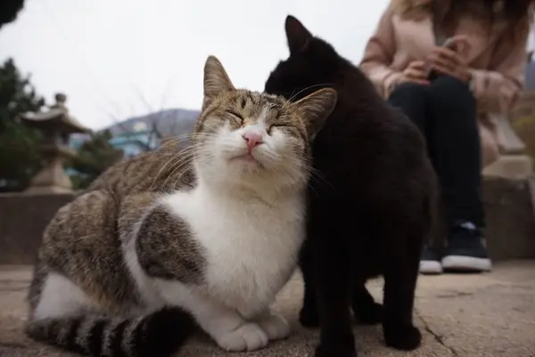 佐柳島の写真・動画_image_285122