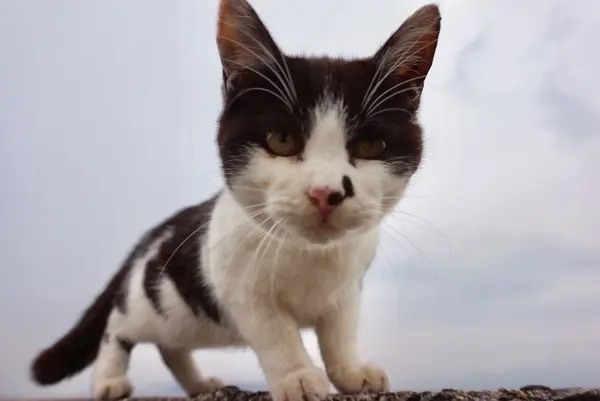 佐柳島の写真・動画_image_285123