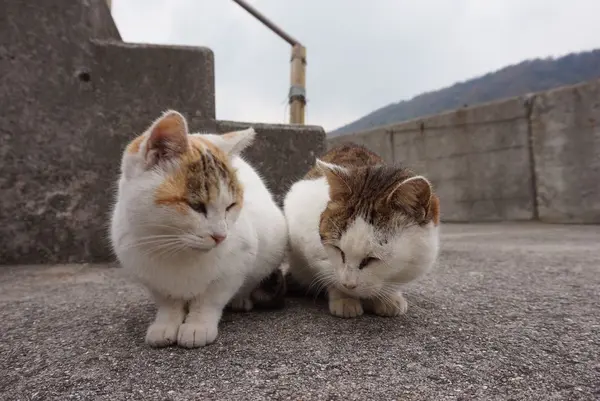 佐柳島の写真・動画_image_285125