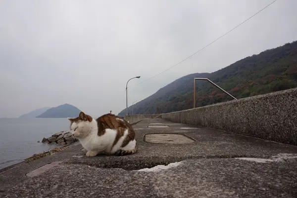 佐柳島の写真・動画_image_285126
