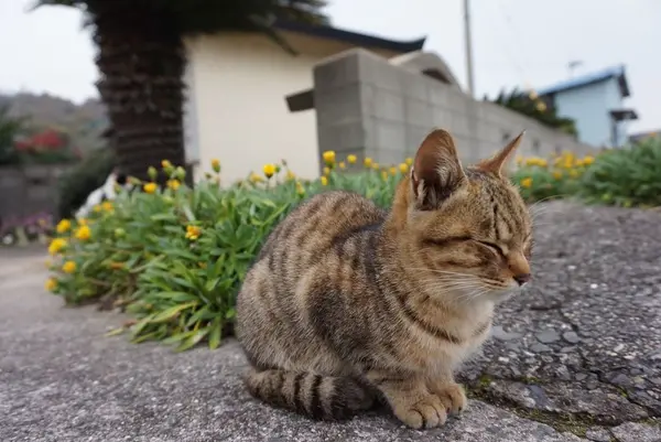 佐柳島の写真・動画_image_285128