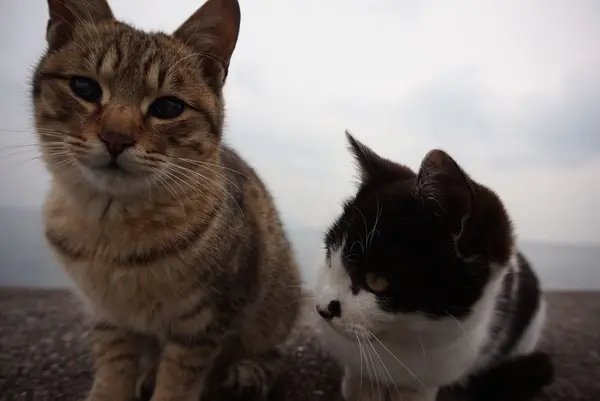 佐柳島の写真・動画_image_285129