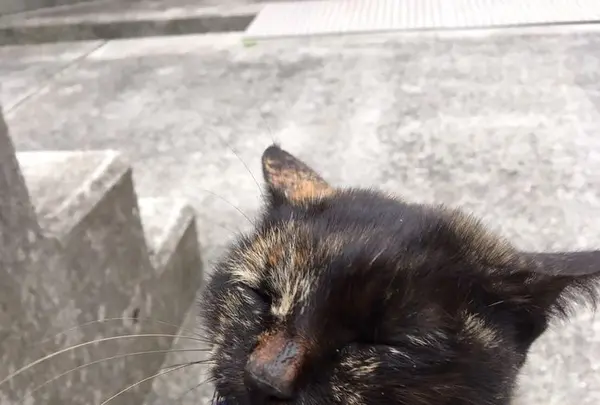 佐柳島の写真・動画_image_285133