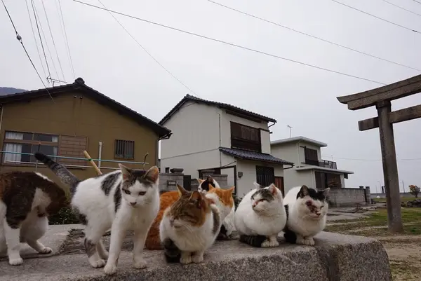 佐柳島の写真・動画_image_285134