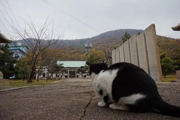 佐柳島の写真・動画_image_285136