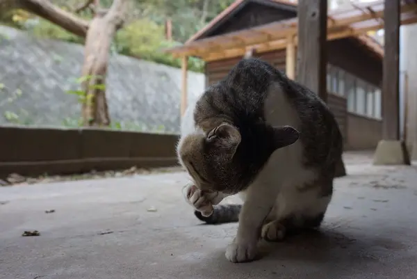 ネコノシマホステルの写真・動画_image_285141