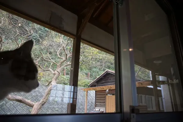 ネコノシマホステルの写真・動画_image_285159