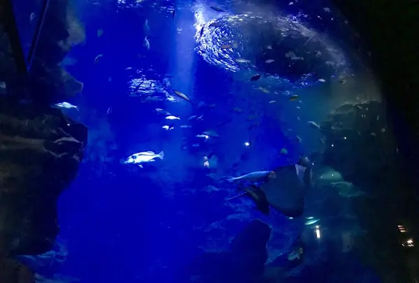 京都水族館の写真・動画_image_287959