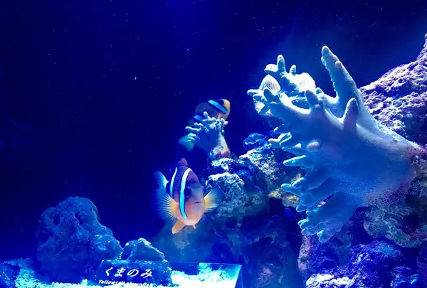 京都水族館の写真・動画_image_287961