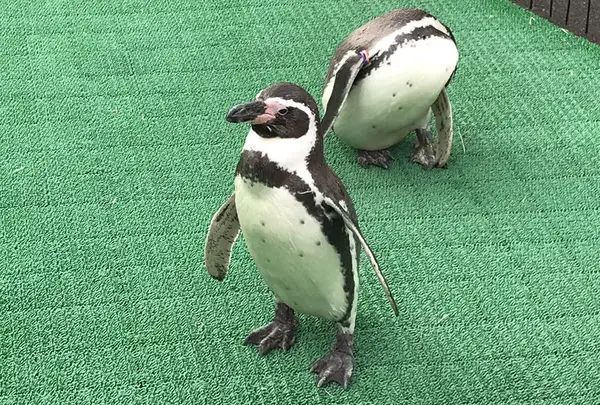 越前松島水族館の写真・動画_image_288311