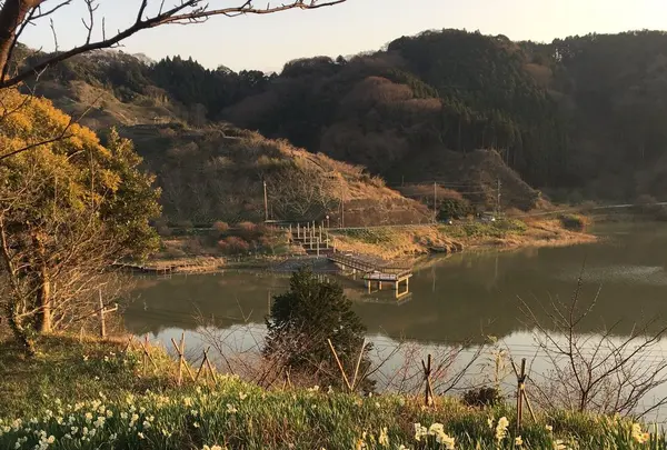をくづれ水仙郷の写真・動画_image_293695
