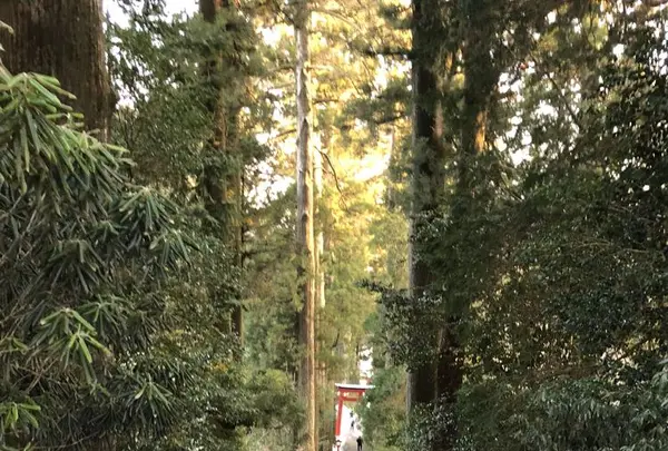 箱根神社の写真・動画_image_297029