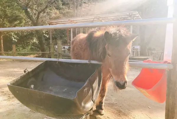 （有）安富牧場の写真・動画_image_297567