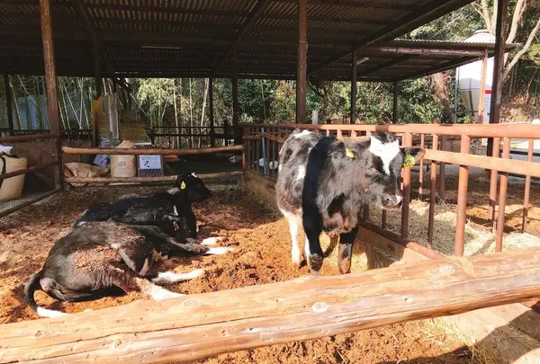 （有）安富牧場の写真・動画_image_297568