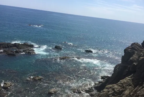 桂浜の写真・動画_image_302382