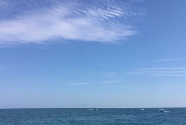 桂浜の写真・動画_image_302383