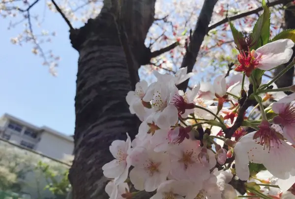 高知市の写真・動画_image_302392