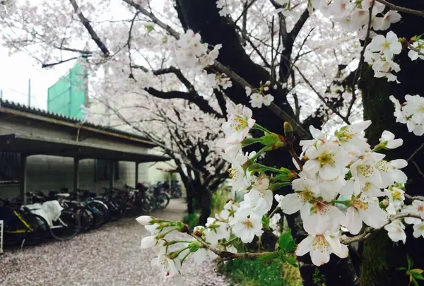 高知市の写真・動画_image_302394