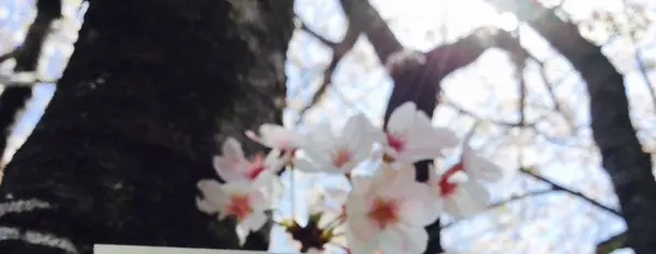 高知市の写真・動画_image_302396