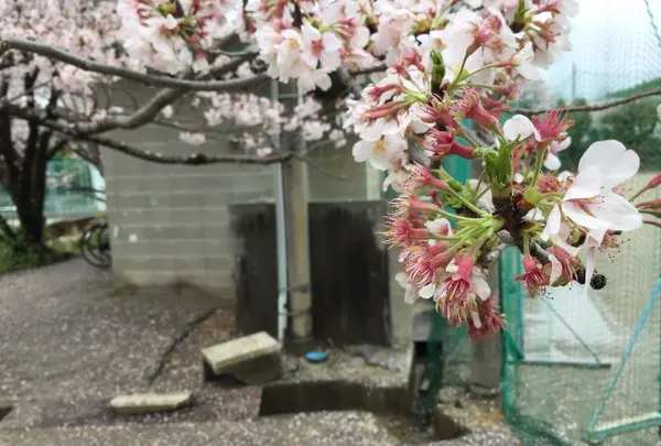 高知市の写真・動画_image_302398